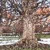 AcerPseudoplatanus4.jpg
576 x 768 px
194.68 kB