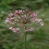 AlliumTrachyscordum3.jpg
532 x 800 px
175.81 kB