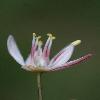 AlliumTrachyscordum4.jpg
542 x 800 px
156.04 kB