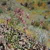 AlliumTrachyscordum5.jpg
903 x 600 px
448.55 kB