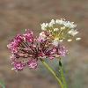 AlliumTrachyscordum6.jpg
600 x 833 px
263.95 kB