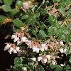 ArctostaphylosEdmundsii.jpg
900 x 1200 px
595.42 kB