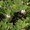 ArctostaphylosHookeriFranciscana2.jpg
900 x 1200 px
583.8 kB