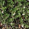 ArctostaphylosHookeriRavenii.jpg
1200 x 900 px
573.31 kB