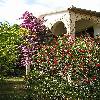 BougainvilleaSpectabilis8.jpg
576 x 768 px
171.33 kB