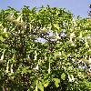 Brugmansia3.jpg
722 x 963 px
502.1 kB