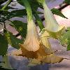 Brugmansia8.jpg
576 x 768 px
63.37 kB