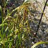 CarexPseudocyperus3.jpg
1024 x 768 px
216.03 kB