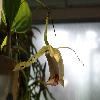 CoelogyneRumphii.jpg
1024 x 768 px
83.04 kB