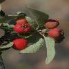 CotoneasterOliganthus2.jpg
557 x 800 px
214.85 kB