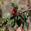 CotoneasterOliganthus.jpg
800 x 532 px
219.76 kB