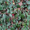 CotoneasterSalicifoliusHerbstfeuer.jpg
1219 x 914 px
292.38 kB