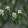 CotoneasterSoongoricus2.jpg
800 x 550 px
195.42 kB