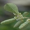 CotoneasterSoongoricus3.jpg
472 x 800 px
200.08 kB