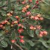 CotoneasterSoongoricusSoongoricus2.jpg
600 x 800 px
319.06 kB