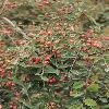 CotoneasterSoongoricusSoongoricus.jpg
600 x 903 px
405.55 kB