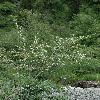 CotoneasterSoongoricus.jpg
532 x 800 px
364.7 kB