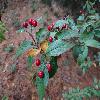 CotoneasterSplendens2.jpg
1024 x 768 px
139.32 kB