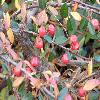 Cotoneaster.jpg
1127 x 845 px
156.86 kB