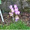 CrocusAlbiflorus.jpg
1024 x 872 px
340.83 kB