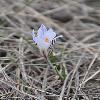 CrocusReticulatus2.jpg
567 x 850 px
65.9 kB