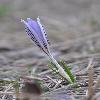 CrocusReticulatus3.jpg
567 x 850 px
53.14 kB