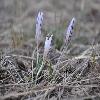 CrocusReticulatus4.jpg
1024 x 683 px
251.53 kB