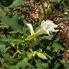 Datura15.jpg
615 x 820 px
115.61 kB