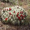 EchinocereusCoccineus5.jpg
1216 x 912 px
747.03 kB