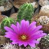 EchinocereusMorricalii.jpg
652 x 843 px
113.65 kB