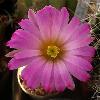 EchinocereusPalmeri2.jpg
587 x 600 px
53.96 kB