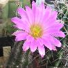 EchinocereusPalmeri3.jpg
773 x 716 px
416.41 kB