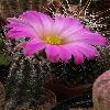 EchinocereusPalmeri.jpg
364 x 600 px
57.3 kB