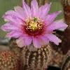 EchinocereusPectinatus.jpg
922 x 838 px
87.34 kB