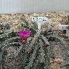 EchinocereusPentalophusProcumbens.jpg
720 x 960 px
381.26 kB