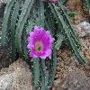 EchinocereusPentalophus.jpg
1024 x 768 px
177.1 kB