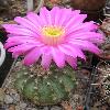 EchinocereusPulchellus2.jpg
587 x 822 px
78.17 kB