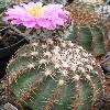 EchinocereusPulchellusWeinbergii.jpg
712 x 845 px
123.82 kB