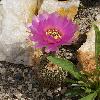 EchinocereusReichenbachii2.jpg
674 x 768 px
127.61 kB