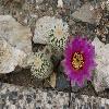 EchinocereusReichenbachiiAlbispinus.jpg
1024 x 685 px
138.98 kB