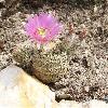 EchinocereusReichenbachiiMinor2.jpg
727 x 768 px
168.21 kB