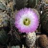 EchinocereusReichenbachiiOklahomensis2.jpg
640 x 480 px
123.2 kB