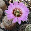 EchinocereusReichenbachiiOklahomensis3.jpg
812 x 842 px
101.31 kB