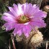 EchinocereusReichenbachiiOklahomensis4.jpg
799 x 844 px
93.16 kB