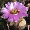 EchinocereusReichenbachiiOklahomensis.jpg
798 x 843 px
94.63 kB