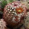 EchinocereusRussanthusNova.jpg
689 x 950 px
257.31 kB