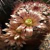 EchinocereusRussanthus.jpg
667 x 950 px
192.43 kB