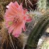 EchinocereusScheerii2.jpg
1024 x 842 px
124.44 kB