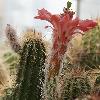 EchinocereusScheerii3.jpg
640 x 613 px
85.97 kB