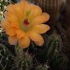 EchinocereusScheerii4.jpg
922 x 840 px
74.46 kB